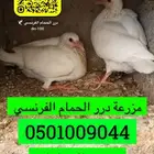 زغاليل حمام فرنسي شحم ماشاء الله