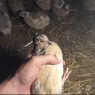 سمان عمر 40 يوم جاهز للذبح الجوز ب 5 ريال