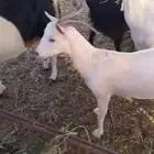 معزا جنوبيه