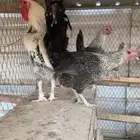 فيومي شبابي منتج للبيع