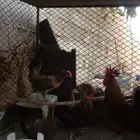 ديك وديكه. معها 5فروغ