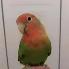 انثى روز