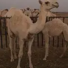 قعود اوضح