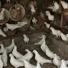 حمام فرنسي بيور