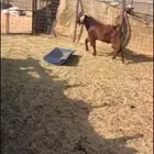 تيس مشروع فحل او ذبح