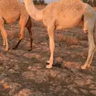 بعير اوضح منتج
