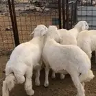 5 طليان