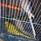 ذكور بادجي الخرج