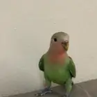 فرخ روز اليف