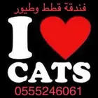 شاهد التقييمات - فندقة قطط وطيور 61 - 60 - 24 - 0555