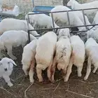 بهم جبره للبيع