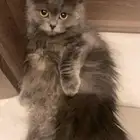 قطط للتبني