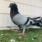 زوج قطيفي حرمي