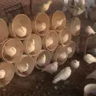 كبري العواضه