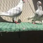 مساويد للبيع
