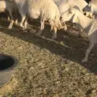 حريات مراح حرش