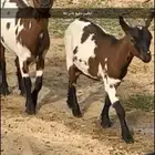 ماعز قزم تيس وثلاث معزا دفيع