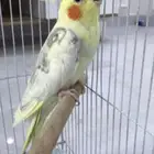 للبيع كروان