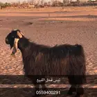 تيس فحل