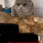 ذكور بيور سكوتش للتزاوج
