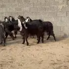معزا
