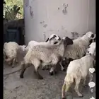 خروفين للبيع الموقع بني عمرو