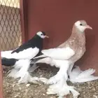 للبيع طبه نفاخ مسوبع