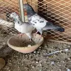 ازواج حمام باكستاني للبيع .