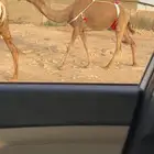 خلفة شعلا كفو