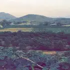 مزرعه بوادي نعمان بصك زراعي