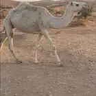 ناقه اللقحه للبيع