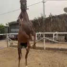 حصان شعبي للبيع