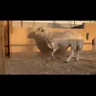 فحل حري مشروط