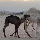 قعود للبيع