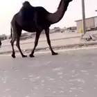 مجهم للقحه ام ثالث