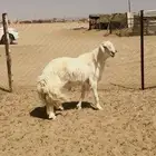 فحل حري صنف فاخر