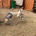 دجاج رومي للبيع .
