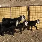 معزاء عوارض