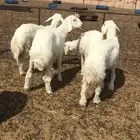 رخال حريات صنف الصنف