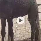 حشوان قصب لبانيه