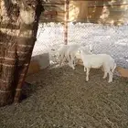 رخال كفو القناي و اللي يبي ذبايح