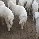 طليان حريه تربيه