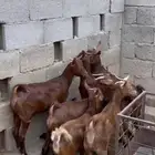 عنقان دهم ( تم البيع ).