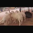 4 خرفان مراح مغلقه شحم 5 شهور