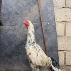 دجاج سندي