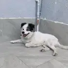 كلب ذكر مهجن للبيع