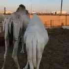 قعدان