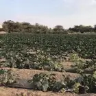 ددسن للبيع