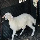 رخل ذبيحه