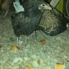 دجاجه مفرخه وادي ابن هشبل